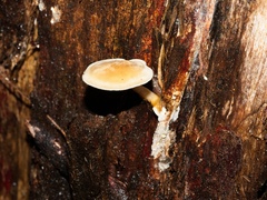 Clitocybe semiocculta