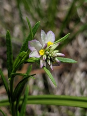 Polygala sanguinea
