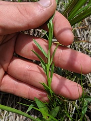 Polygala sanguinea