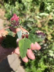 Norvellina chenopodii