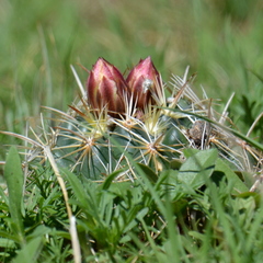 Coryphantha ottonis