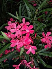 Nerium oleander