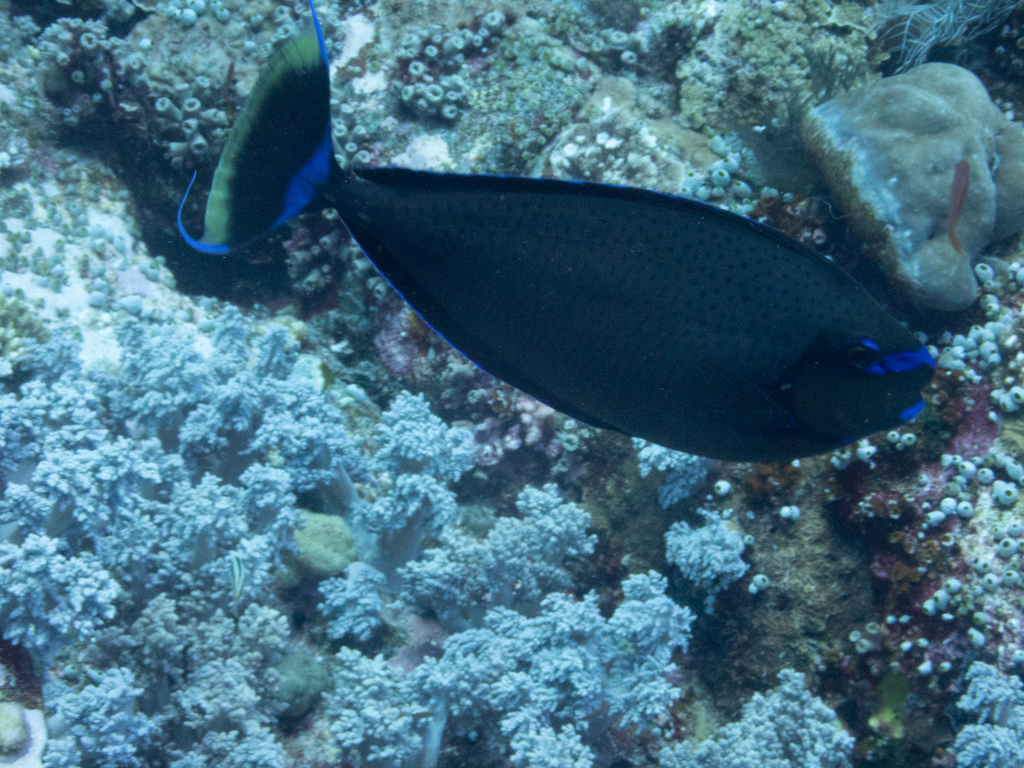 Bignose Unicornfish (Naso vlamingii) - recorded at Castle Rock