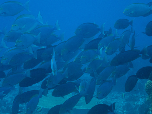 Yellowmask Surgeonfish (Acanthurus mata)