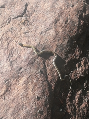 Thamnophis cyrtopsis cyrtopsis