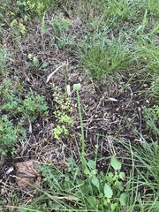 Zephyranthes chlorosolen