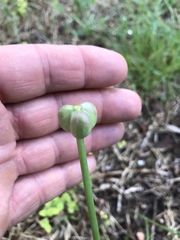 Zephyranthes chlorosolen