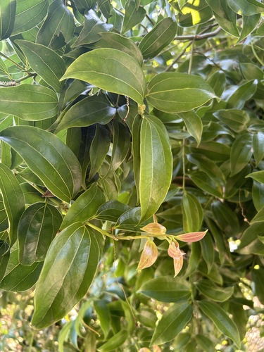 Turougwi (Cinnamomum osmophloeum)