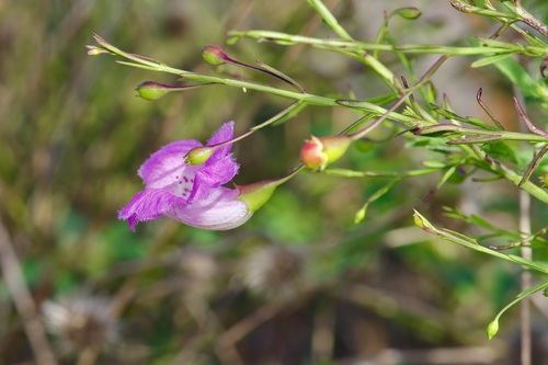 Image of Agalinis strictifolia by (c) Michelle W. （鍾偉瑋）, some rights reserved (CC BY)