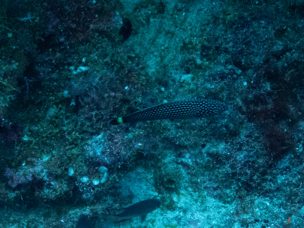 Blacktail Wrasse