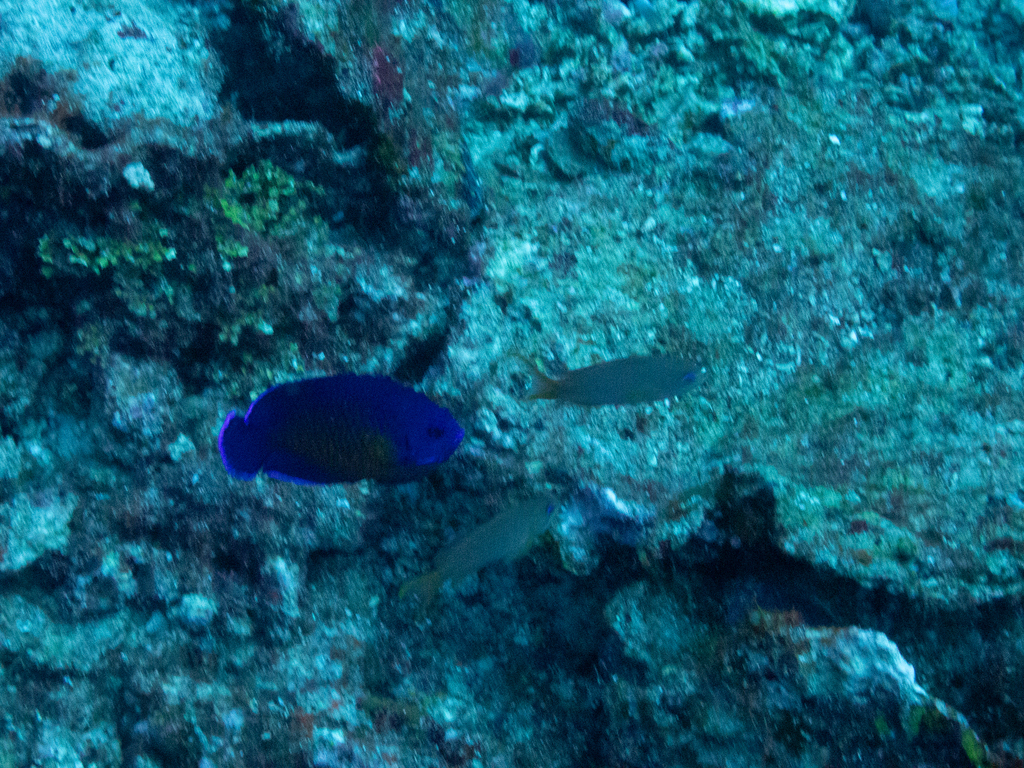Coral Beauty
