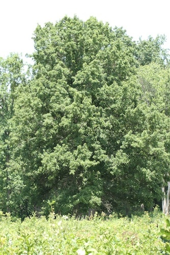 shingle oak