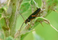 Cantharis flavilabris