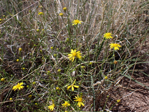 Roundleaf Snakeweed