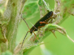 Cantharis flavilabris