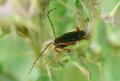 Cantharis flavilabris