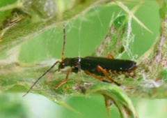 Cantharis flavilabris