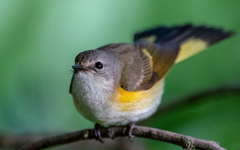 American Redstart photo 2
