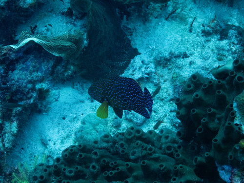 Coral Grouper (Cephalopholis miniata)