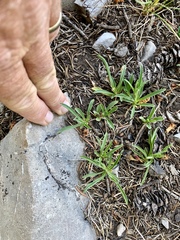 Penstemon neomexicanus