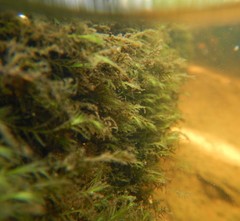 Fissidens fontanus