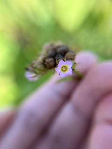 Image of Melochia corchorifolia by (c) Bella Lin, some rights reserved (CC BY)