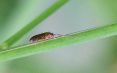 Pogonognathellus longicornis