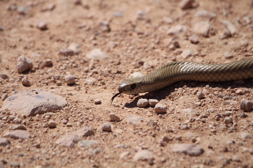 Eastern Brown Snake sighting
