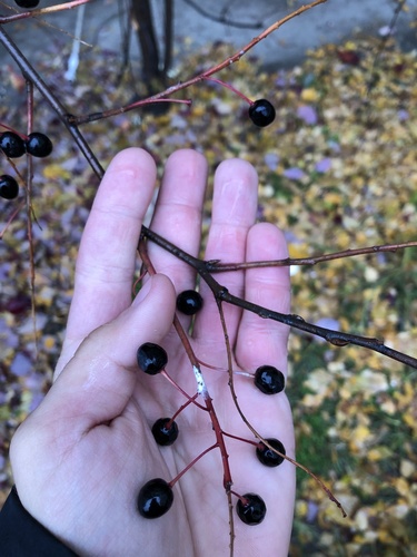 Prunus padus