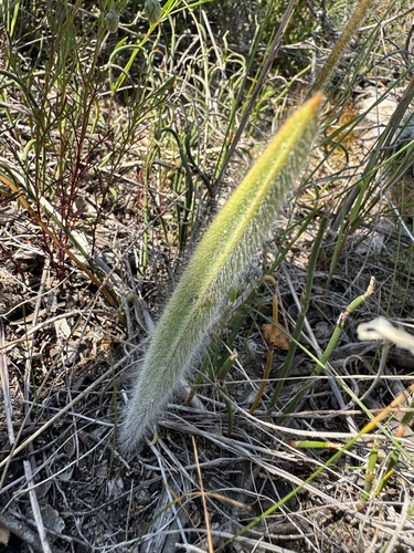 Image of Caladenia falcata by (c) pimelea, some rights reserved (CC BY)