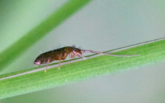 Pogonognathellus longicornis