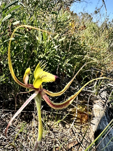 Image of Caladenia falcata by (c) pimelea, some rights reserved (CC BY)
