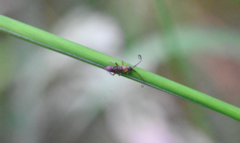 Pogonognathellus longicornis