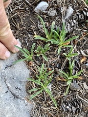 Penstemon neomexicanus