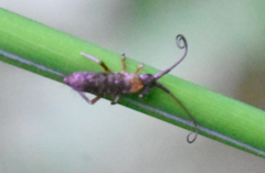 Pogonognathellus longicornis