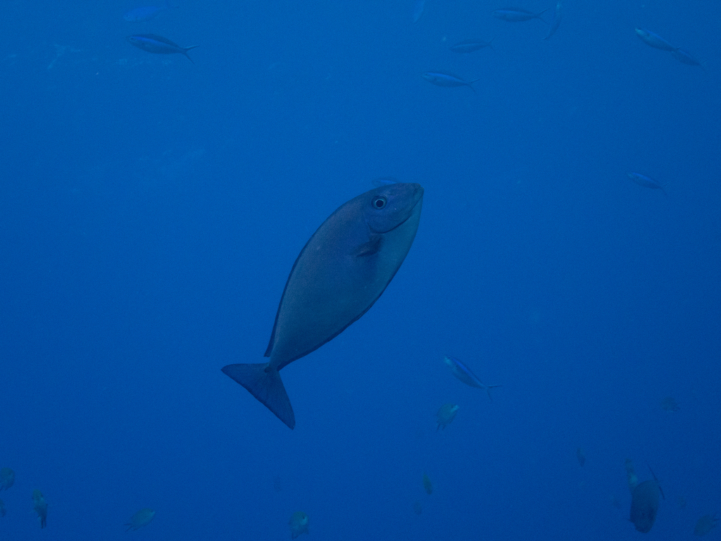 Bluetail Unicornfish