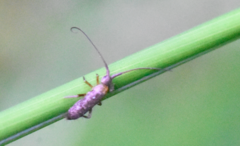 Pogonognathellus longicornis