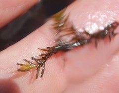 Fissidens fontanus