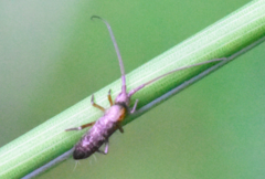 Pogonognathellus longicornis