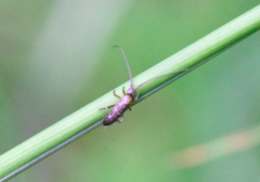 Pogonognathellus longicornis