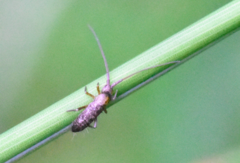 Pogonognathellus longicornis