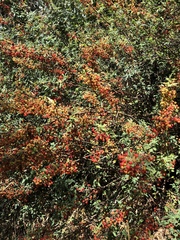 Berberis nevinii