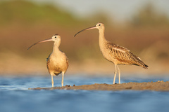 Long-Billed Curlew photo 5