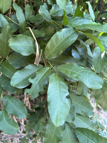 Image of Capparis micracantha by (c) Bella Lin, some rights reserved (CC BY)