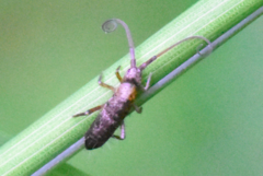 Pogonognathellus longicornis