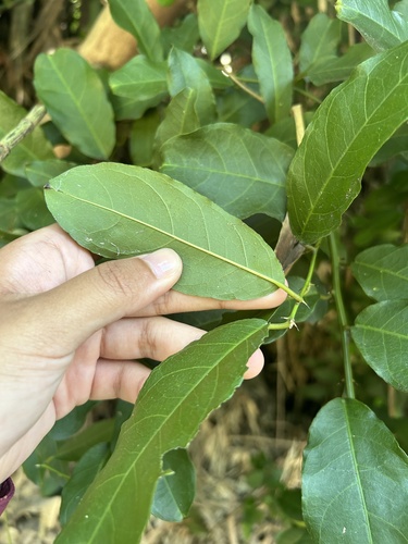Image of Capparis micracantha by (c) Bella Lin, some rights reserved (CC BY)