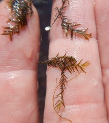Fissidens fontanus