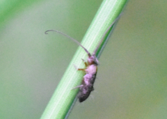 Pogonognathellus longicornis