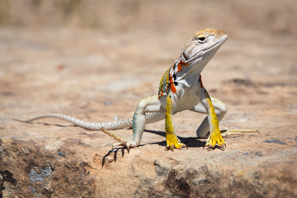 Eastern Collared Lizard from Petrified Forest National Park, AZ 86028