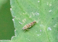 Eupteryx urticae
